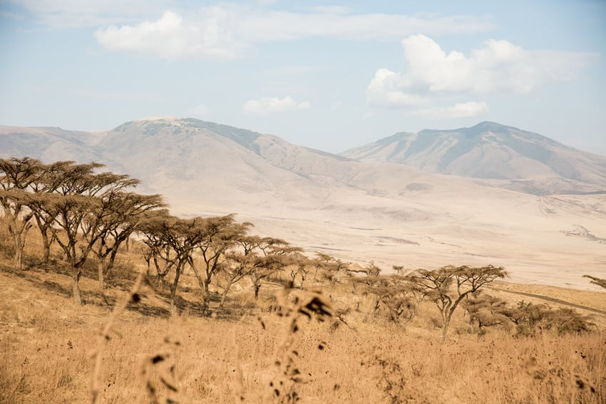 Clay Cook's photo of the Tanzanian savanna landscape that surrounds Mount Kilimanjaro.